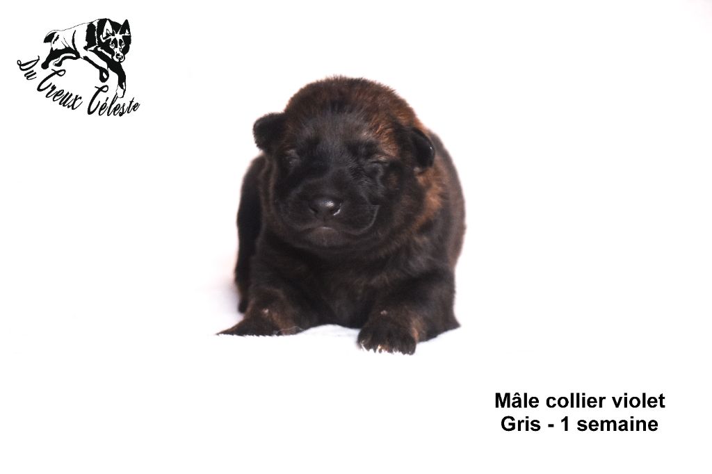 Du Creux Céleste - Chiot disponible  - Berger Allemand