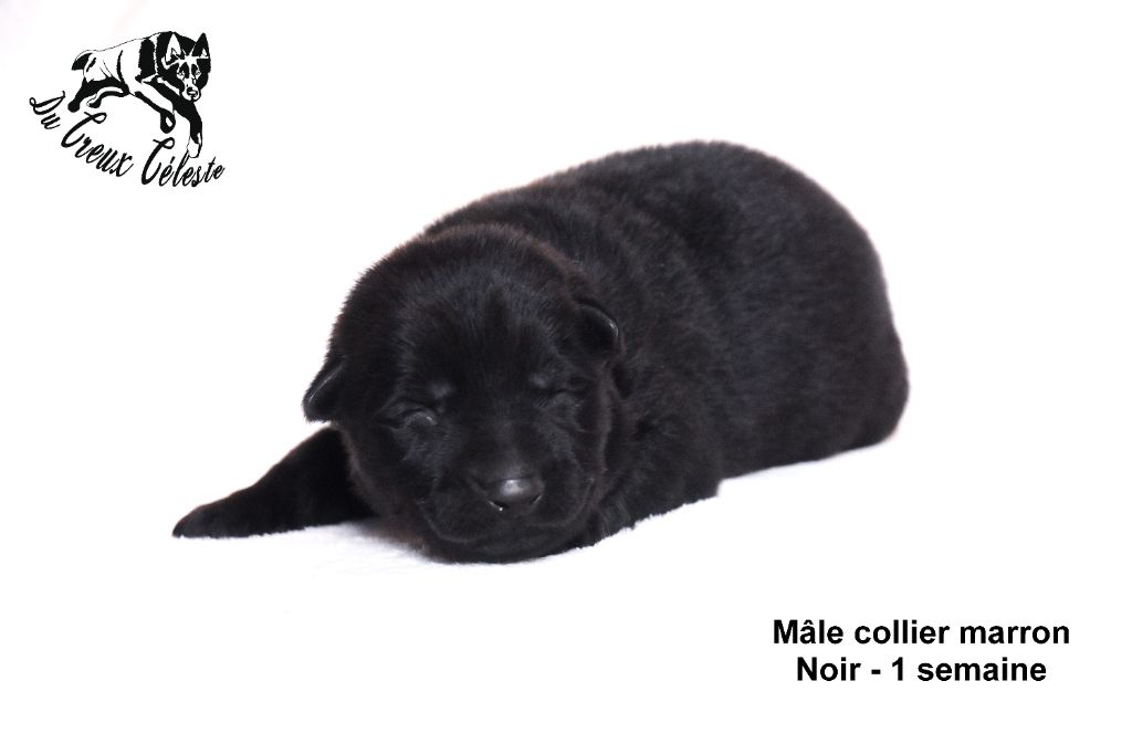 Du Creux Céleste - Chiot disponible  - Berger Allemand