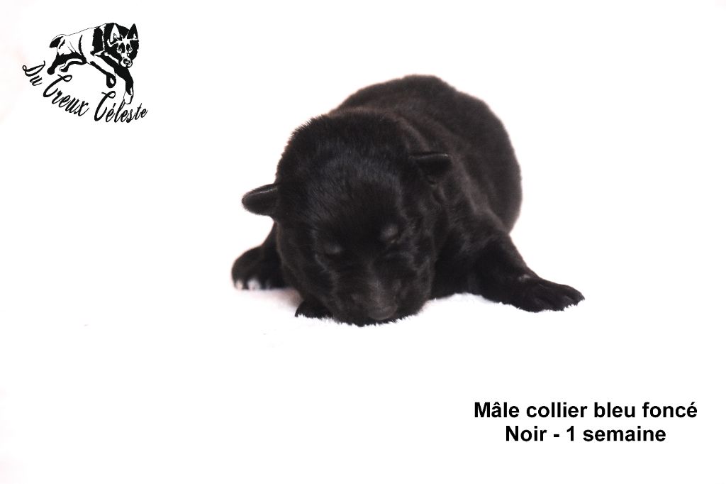 Du Creux Céleste - Chiot disponible  - Berger Allemand