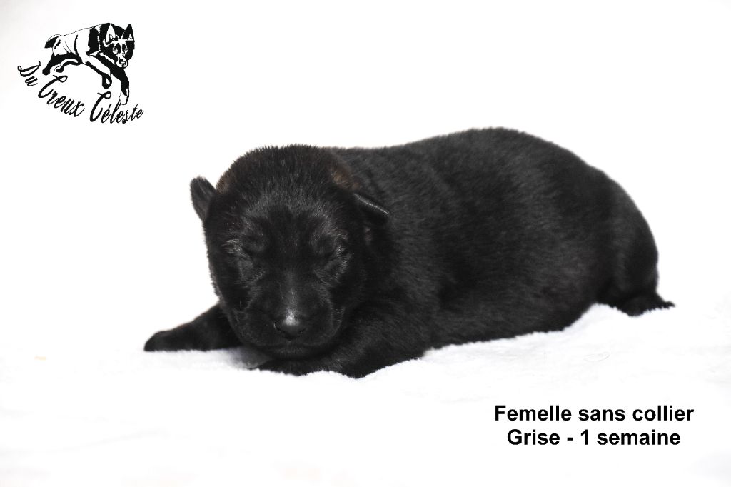 Du Creux Céleste - Chiot disponible  - Berger Allemand