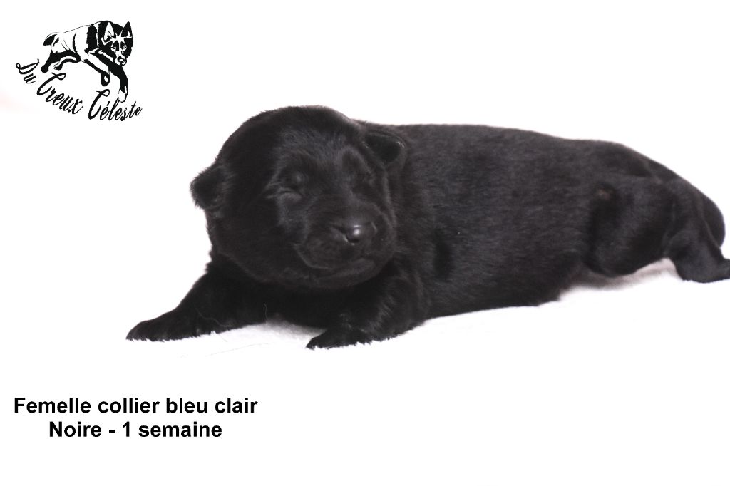 Du Creux Céleste - Chiot disponible  - Berger Allemand