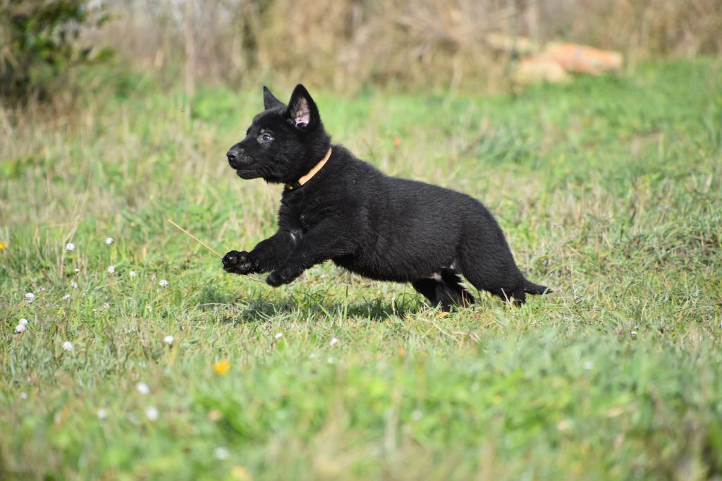 Du Creux Céleste - Chiot disponible  - Berger Allemand