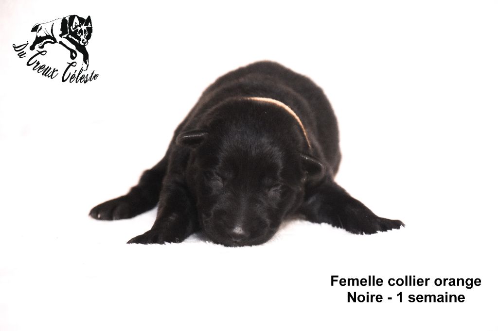 Du Creux Céleste - Chiot disponible  - Berger Allemand