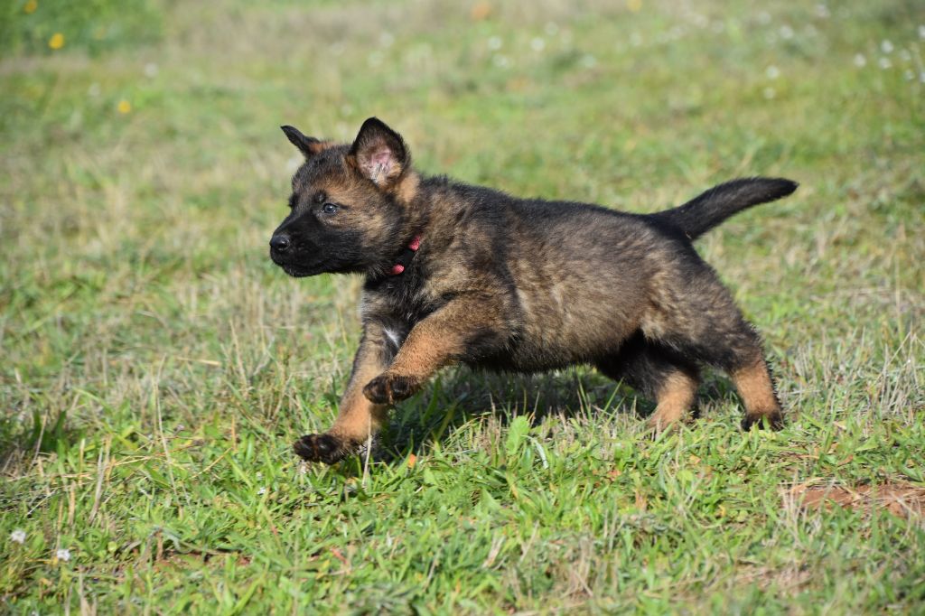 Du Creux Céleste - Chiot disponible  - Berger Allemand