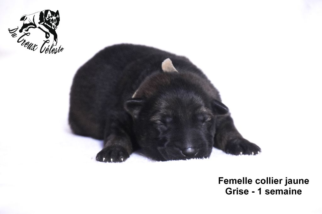 Du Creux Céleste - Chiot disponible  - Berger Allemand