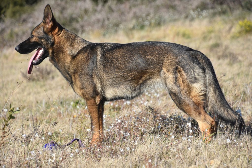 Grey wolf keegan von der teufelskehle