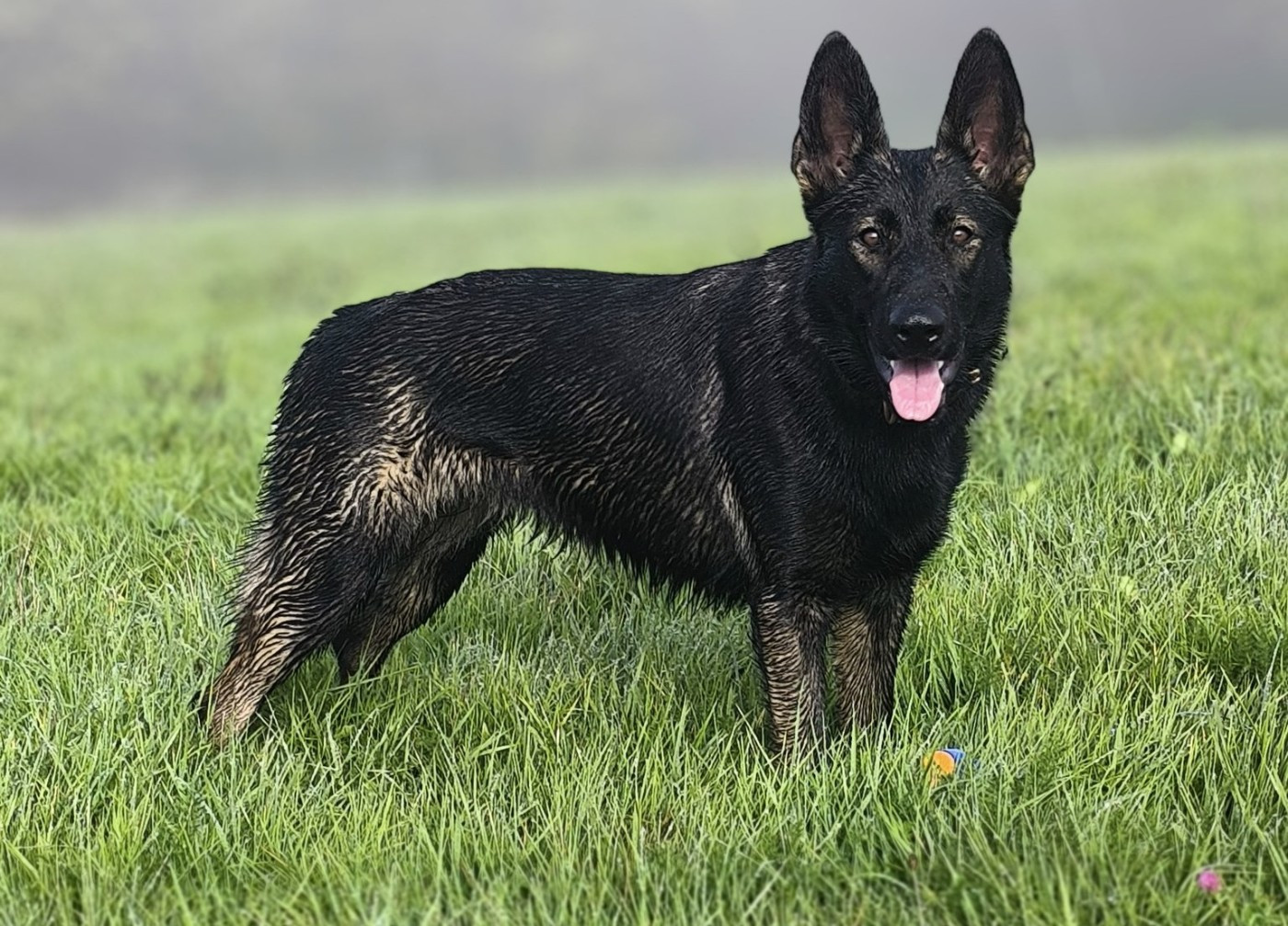 Vhagar black silver Du Creux Céleste