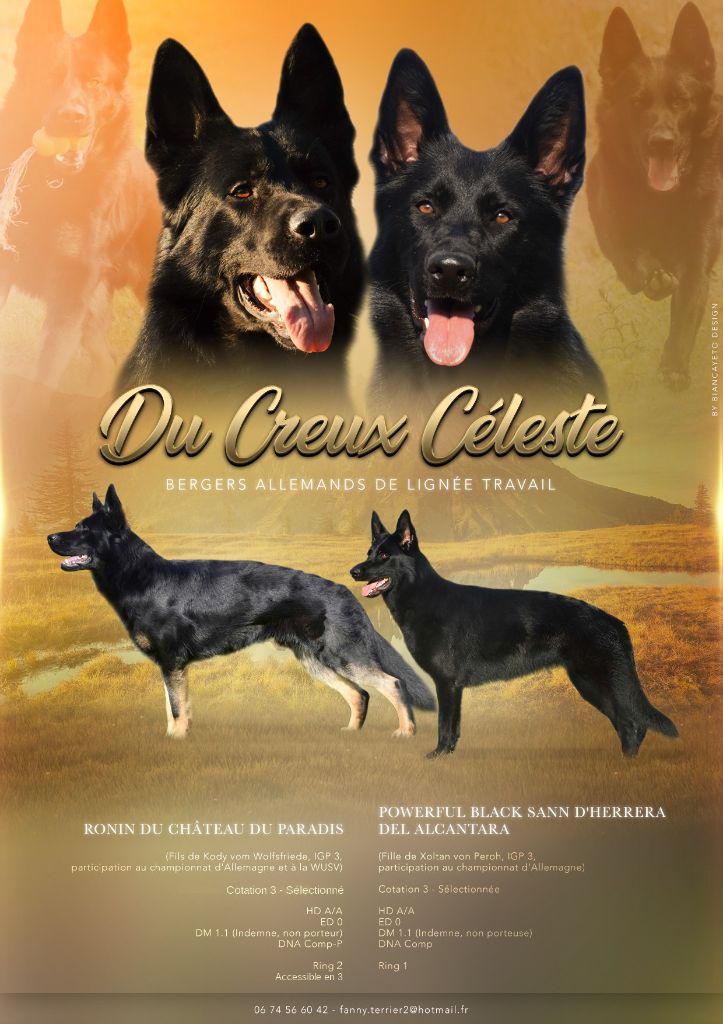 Du Creux Céleste - Renouvellement de portée entre Ronin & Sann