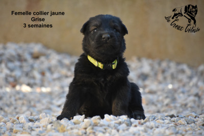 Femelle collier jaune