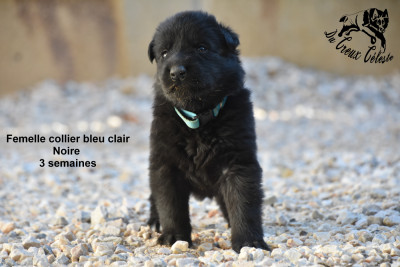 Femelle collier bleu clair
