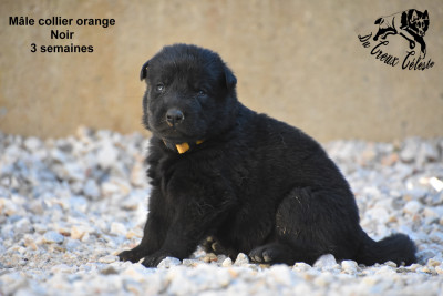 Mâle collier orange