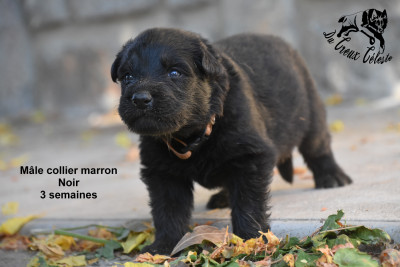 Mâle collier marron
