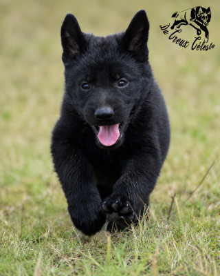 Boris